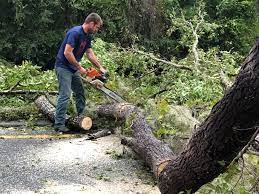 How Our Tree Care Process Works  in  Schuylkill Haven, PA