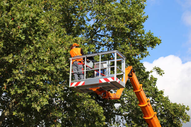 Best Fruit Tree Pruning  in Schuylkill Haven, PA