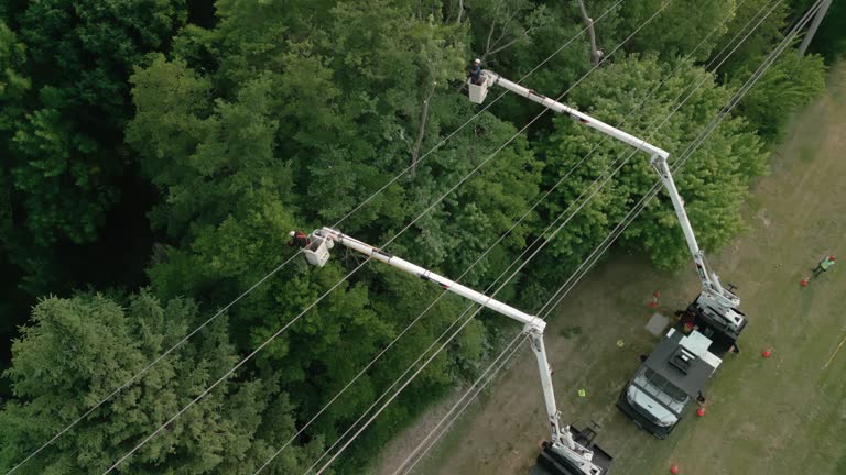 Best Hedge Trimming  in Schuylkill Haven, PA