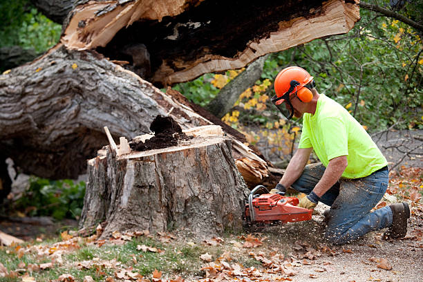 Best Tree and Shrub Care  in Schuylkill Haven, PA