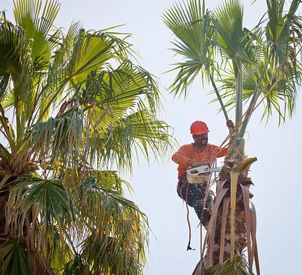 Best Storm Damage Tree Cleanup  in Schuylkill Haven, PA