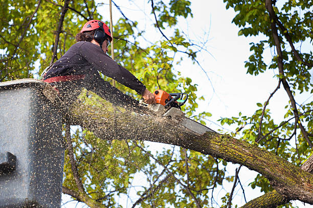 Best Lawn Watering Services  in Schuylkill Haven, PA